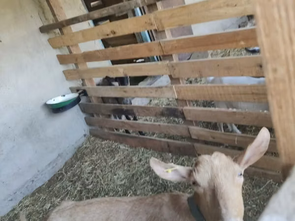 Goat, Saanen goat — Kazakhstan