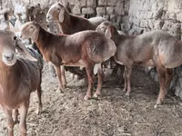 Ram, Arashan sheep — photo 2