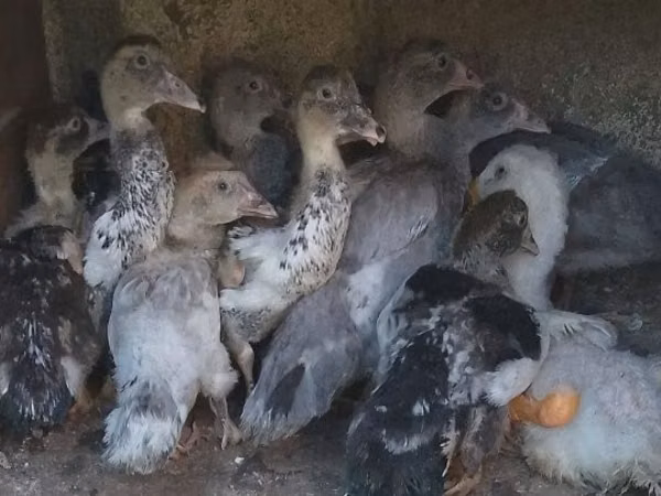 Ducks — Hangari