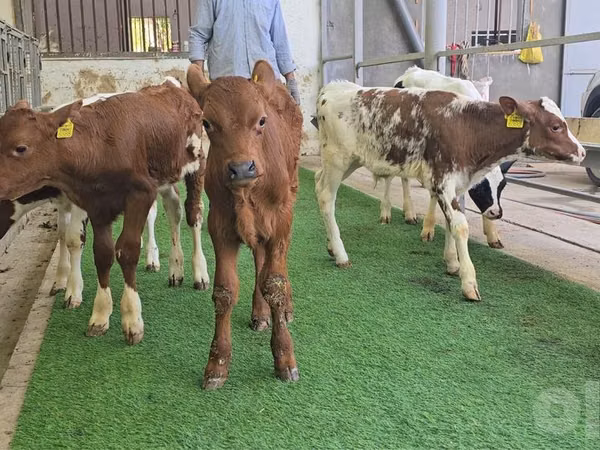 Bull, Cattle
