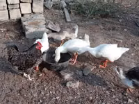 Geese — photo 1
