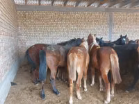 Horse (M), Horse breed — photo 3