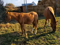 Жылқылар (топ, жынысы көрсетілмеген), Thoroughbred horse — 4-сурет