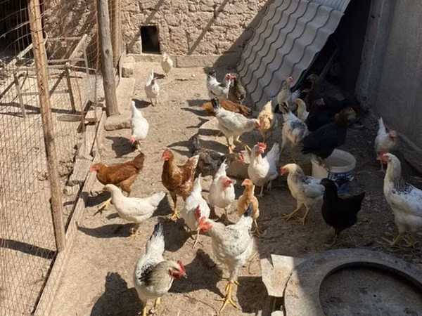 Chickens — Kyrgyzstan