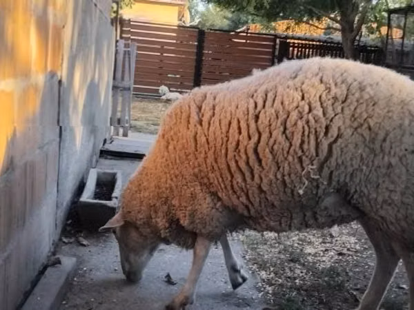 Biri-biri betina, Sheep
