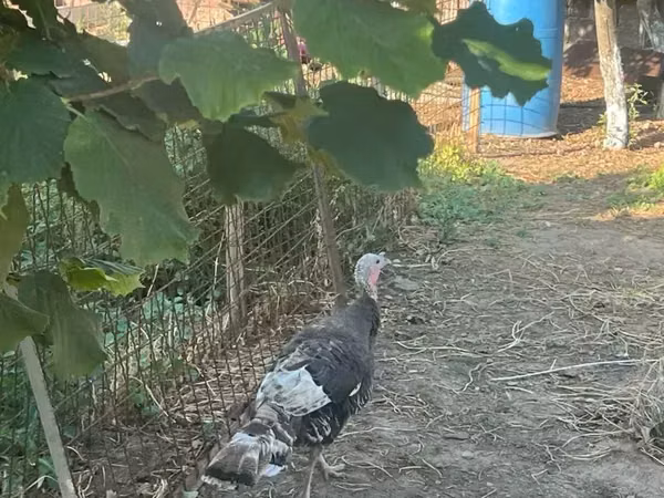 Turkeys — আর্মেনিয়া
