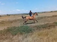 Madyan, Atlar — foto 1