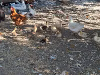Ducks — تصویر 4