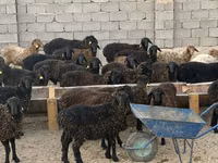 Ram, Edilbay sheep — photo 2