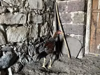 Chickens — 写真 8
