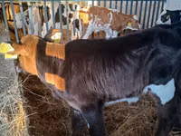 암소, Russian Black pied cattle — 사진 4