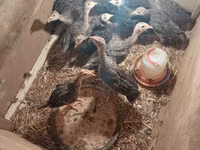 Turkeys — Foto 3