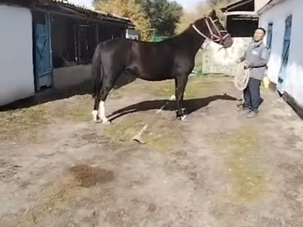 Kuda betina, Horses — Kazakhstan