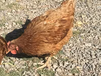 Chickens — عکس 4