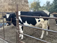 Cow, Holstein breed — photo 3