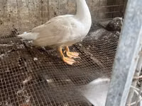 Ducks — ছবি 2