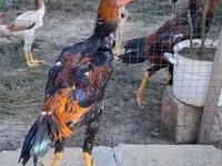 Shamo tavukları — foto 1