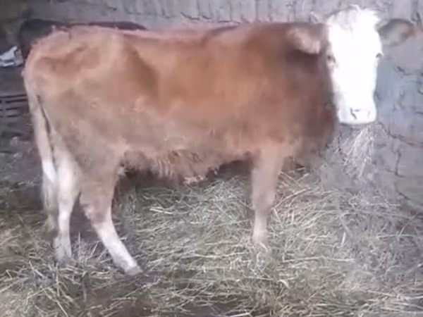 Mucca, Bovini — Azerbaigian