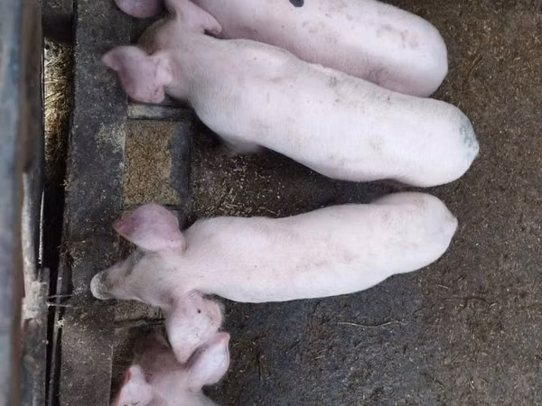 Boar, Pigs — Moldova