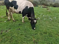 Ko, Russian Black pied cattle — foto 4