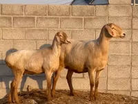 Cừu cái, Edilbay sheep — ảnh 1