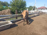 اسب نر, Mugalzhar horse — عکس 3