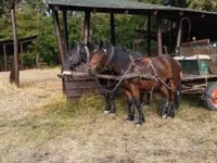 Horse (M), Horses — photo 5