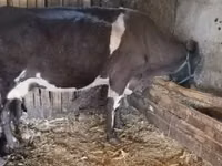 Cow, Cattle — photo 1
