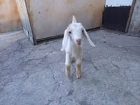 بز نر, Nubian Goat — عکس 5