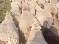 Ido, Sheep — sawirka 6