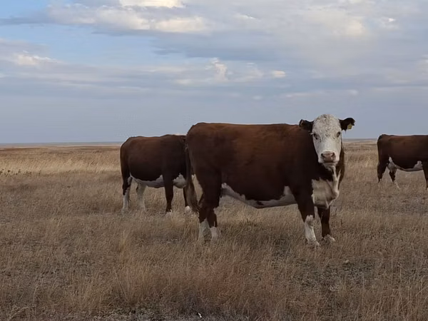 ላም, Kazakh White-headed cow