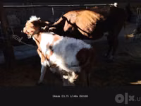 بقرة, Simmental cattle — الصورة 5
