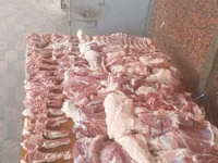 Kambing jantan, Sheep — foto 3