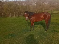 Mare, Horses — photo 4