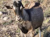 ஆண் வெள்ளாடு, Alpine goat — புகைப்படம் 1