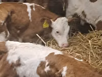 گاو و گوساله (گروه، جنسیت مشخص نشده), Simmental cattle — عکس 3