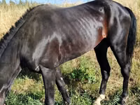 اسب (گروه، جنسیت مشخص نشده), Hanoverian — عکس 5