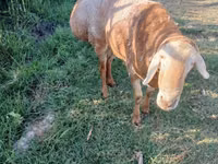 Ram, Edilbay sheep — photo 4