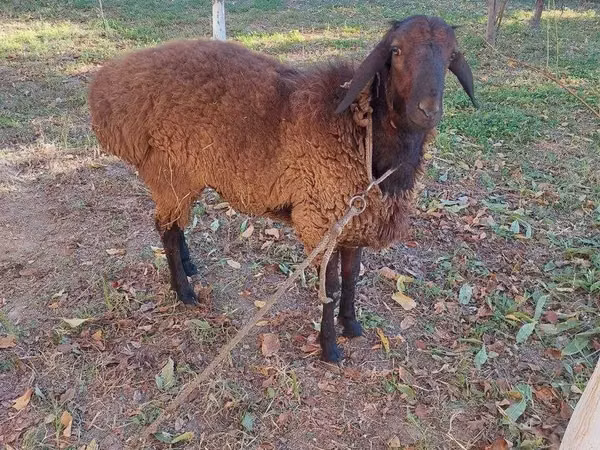 Ido (xirmo, jins lama sheegin), Sheep