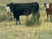 公牛, Cattle — 照片 2