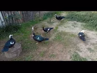 Ducks — عکس 3