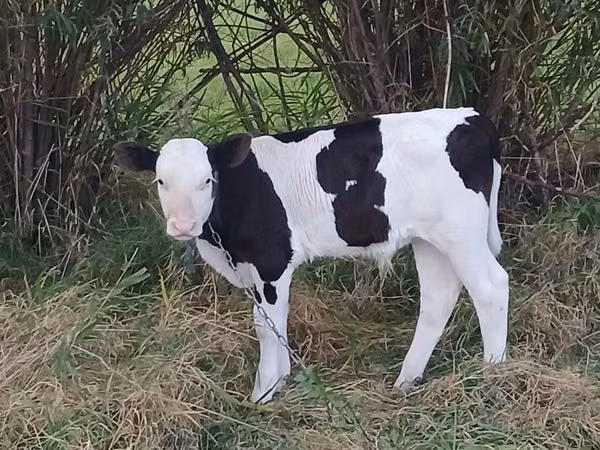 Bull, Russian Black pied cattle — Poland