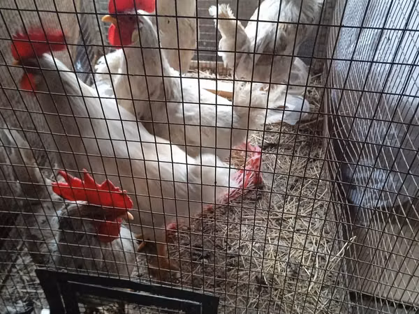 Chickens — ازبکستان