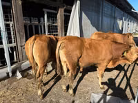Banteng, Limousin cow — foto 1