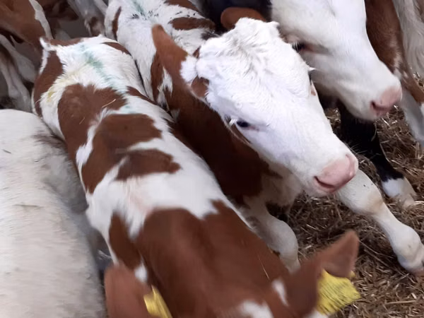 Cattle (batch, sex not specified), Simmental cattle
