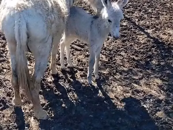 Cavalla, Cavalli — Azerbaigian