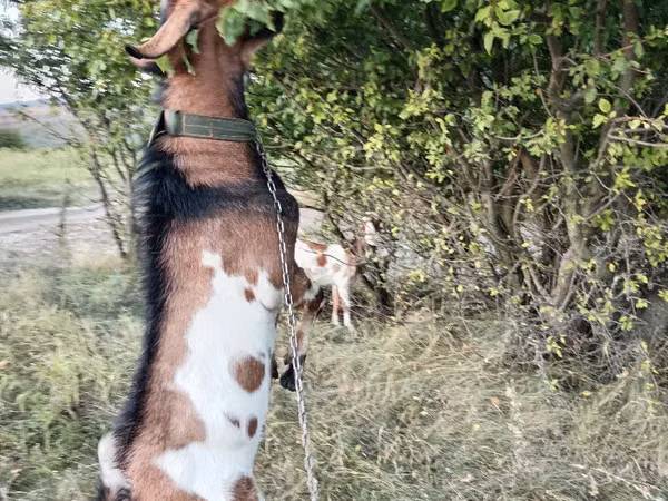 Billy Goat, Goats — Moldova