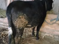 Cattle (batch, sex not specified), Cattle — photo 2