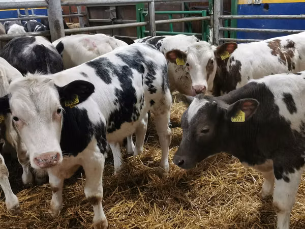 Bull, Belgian Blue