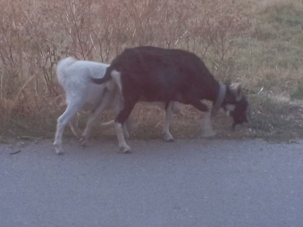 Goat, Goats — Kazakhstan